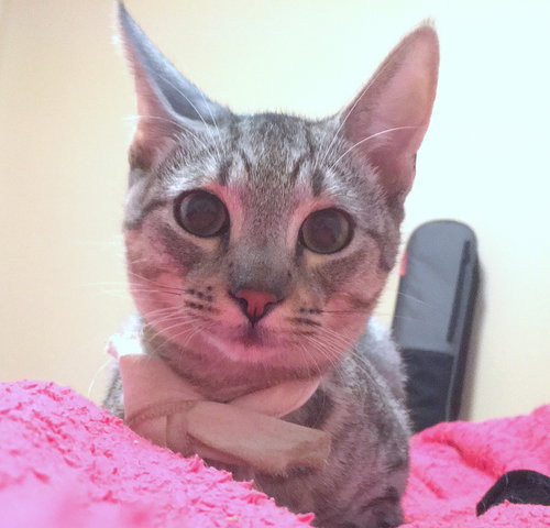 SMITH - Maui Rescue Kitten