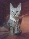 SMITH - Maui Rescue Kitten