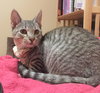 SMITH - Maui Rescue Kitten