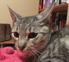 SMITH - Maui Rescue Kitten