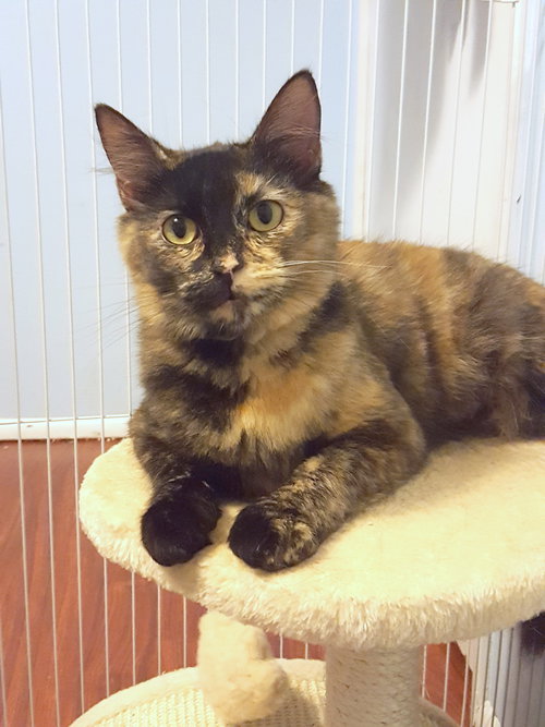 OLIVE - Young Female