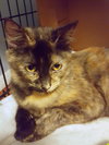 OLIVE - Young Female