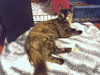 OLIVE - Young Female