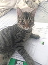 OTIS - Teenage Boy Kitten