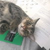 OTIS - Teenage Boy Kitten