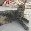 OTIS - Teenage Boy Kitten