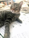 OTIS - Teenage Boy Kitten