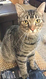 OTIS - Teenage Boy Kitten