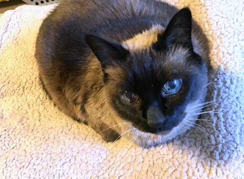 ROXY - Offered by Owner Senior Siamese
