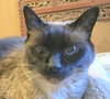 ROXY - Offered by Owner Senior Siamese