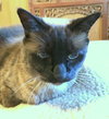 ROXY - Offered by Owner Senior Siamese