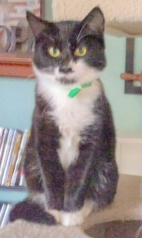 JILL - Kitten, Sweet and Snuggly