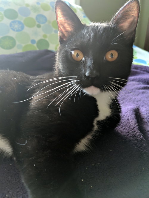ASTRO & AURORA - Bonded Sibling Kittens