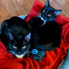 ASTRO & AURORA - Bonded Sibling Kittens
