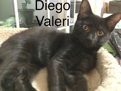 DIEGO VALERI- Portland Timbers Kitten