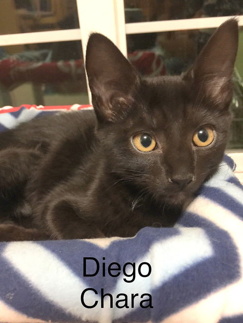 DIEGO CHARA - Portland Timber Kitten