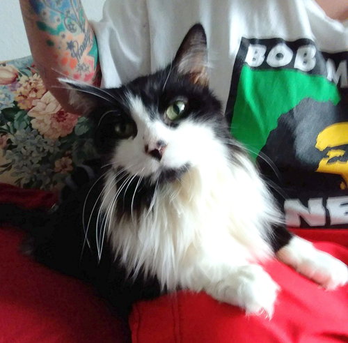 COOKIE - Offered by Owner - Senior Male