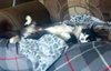 COOKIE - Offered by Owner - Senior Male