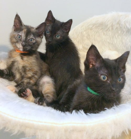 ADDAMS FAMILY KITTEN GIRLS
