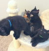 ADDAMS FAMILY KITTEN GIRLS
