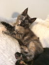 ADDAMS FAMILY KITTEN GIRLS