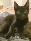 ADDAMS FAMILY KITTEN GIRLS