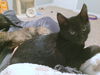 ADDAMS FAMILY KITTEN GIRLS