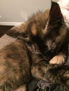 ADDAMS FAMILY KITTEN GIRLS