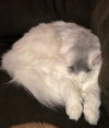 LOUISE - Offered by Owner - Young Adult