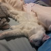 LOUISE - Offered by Owner - Young Adult