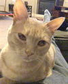 Thelma and Stitch - Offered by Owner - Bonded Pair