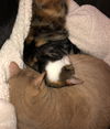 Thelma and Stitch - Offered by Owner - Bonded Pair