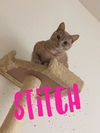 Thelma and Stitch - Offered by Owner - Bonded Pair