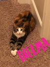 Thelma and Stitch - Offered by Owner - Bonded Pair