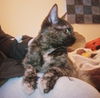 ZEMI - Offered by Owner - Young Tortie