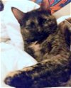 ZEMI - Offered by Owner - Young Tortie