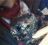 ZEMI - Offered by Owner - Young Tortie