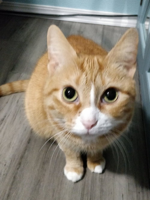 LULU- Offered by Owner - Female Tabby