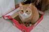 LULU- Offered by Owner - Female Tabby