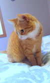 LULU- Offered by Owner - Female Tabby