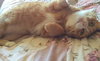 LULU- Offered by Owner - Female Tabby