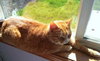 LULU- Offered by Owner - Female Tabby