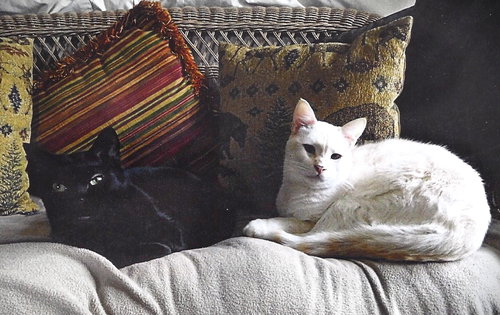 Draco and Licorice Candy