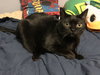 Draco and Licorice Candy