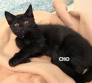 MOLLY'S Girl Kitten CHO