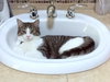 SHMIL - Offered by Owner young male