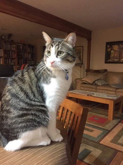 SHMIL - Offered by Owner young male