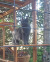SMOKEY - Offered by Owner - Senior