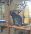 SMOKEY - Offered by Owner - Senior