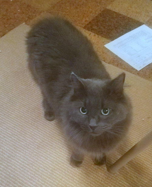 SMOKEY - Offered by Owner - Senior